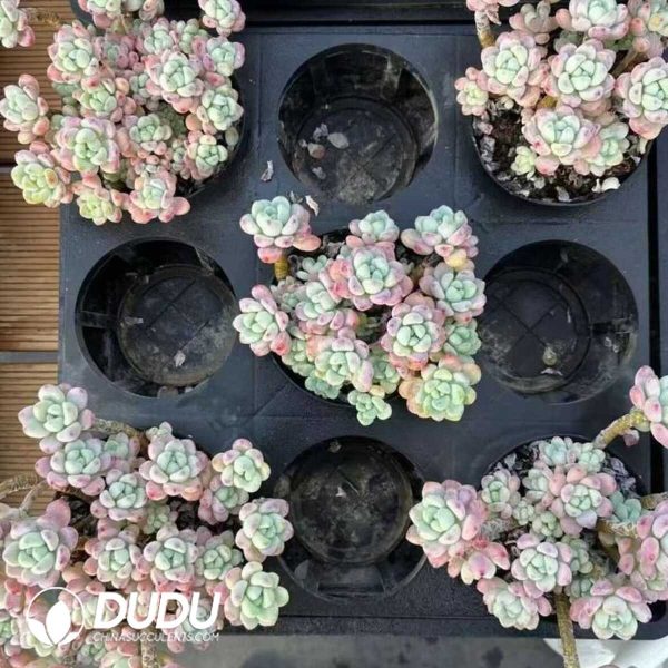 e202-310.jpg Sedum Cherry Blossom Rolly Clustering - Image 2