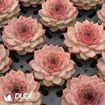 Echeveria Cherry Wood - Image 2