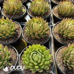 Echeveria Sakyamuni - Image 2