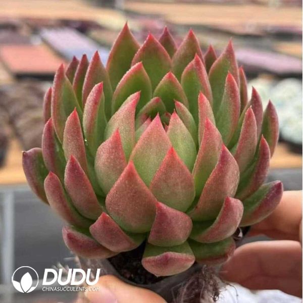 e202-314.jpg Echeveria Sakyamuni - Image 2