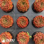 Echeveria Large nectarine - Image 2