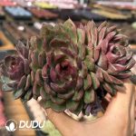 Echeveria Blue Berry Cluster 3 Heads+ - Image 2