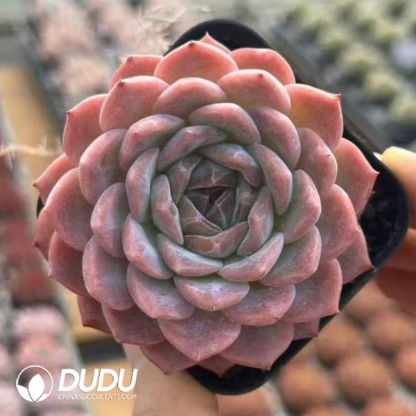 Echeveria Rainbow - Image 2