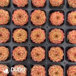 Echeveria Orange scent - Image 2