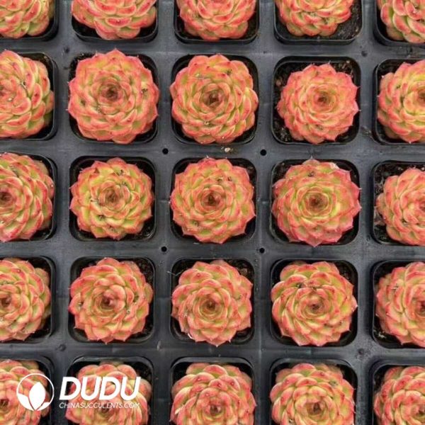 e202-319.jpg Echeveria Orange scent - Image 2