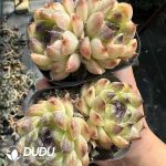 Echeveria Red Crystal Double Head - Image 2