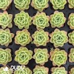 Echeveria Peach Fairy - Image 2