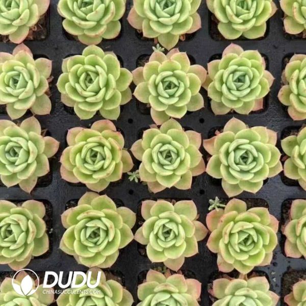 e202-320.jpg Echeveria Peach Fairy - Image 2