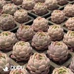 Echeveria Witchcraft Jar - Image 2