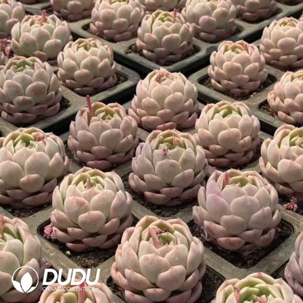 Echeveria Witchcraft Jar - Image 2