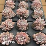 Echeveria Pink Doll Cluster - Image 2