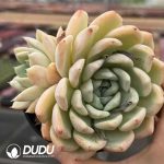 Echeveria White Marble - Image 2