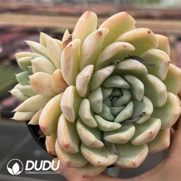 Echeveria White Marble - Image 2