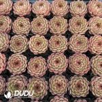 Echeveria Sugar-Coated Rice Cakes - Image 2