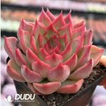 Echeveria Dongyun Shao - Image 2