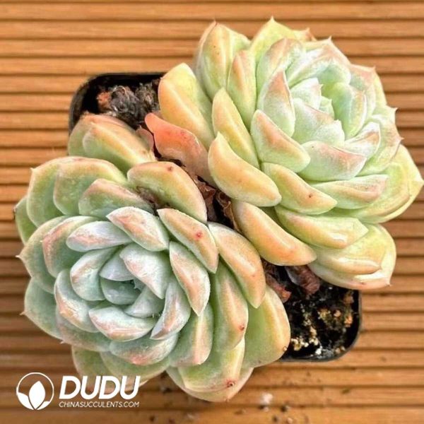 Echeveria Pure Jade Double - Image 2