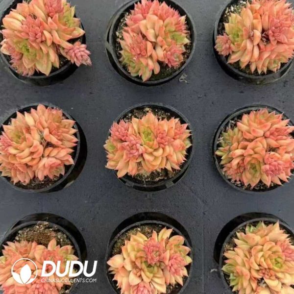 Echeveria Romantic Clustering - Image 2