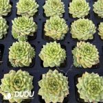 Echeveria Ice Diamond Jenny - Image 2