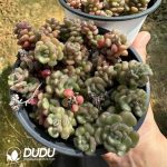 SedumSpring Miracle Clustering - Image 2