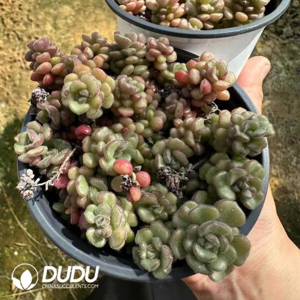 SedumSpring Miracle Clustering - Image 2