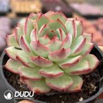 Echeveria Green Leaves Jinghong - Image 2