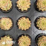 Echeveria Crystal Pendant - Image 2