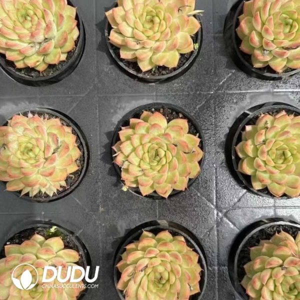 Echeveria Crystal Pendant - Image 2