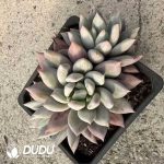 Echeveria Snow Leopard - Image 2