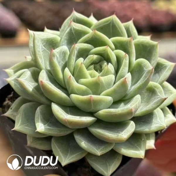 Echeveria Golden Bachelor - Image 2