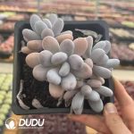 Pachyphytum Sleeping Beauty Clustering - Image 2