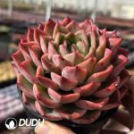 Echeveria Sakura Fall - Image 2