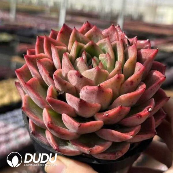 Echeveria Sakura Fall - Image 2