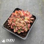 Echeveria Peach Cake - Image 2