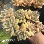 Echeveria Brilliant Multiple Heads Clustering - Image 2