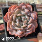 Echeveria Snow Angel - Image 2