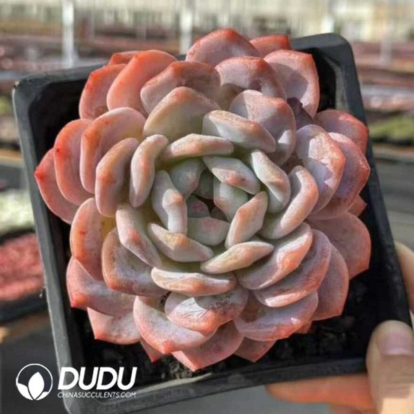 Echeveria Snow Angel - Image 2