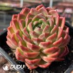 Echeveria Sky Orange - Image 2