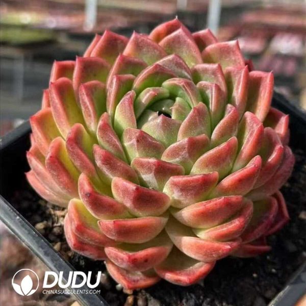 Echeveria Sky Orange - Image 2