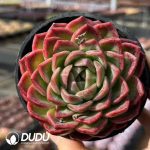 Echeveria Sky Orange - Image 2