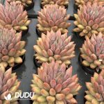 Pachyphytum Yuji Beauty - Image 2