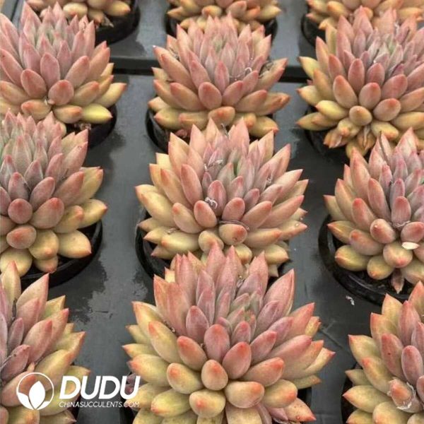 Pachyphytum Yuji Beauty - Image 2