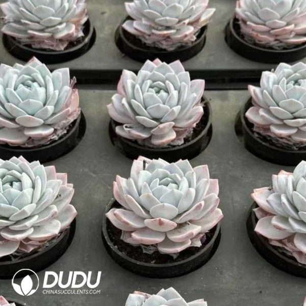 Echeveria Tianshan Snow Lotus - Image 2