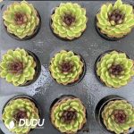 Echeveria Greenlight Forest - Image 2