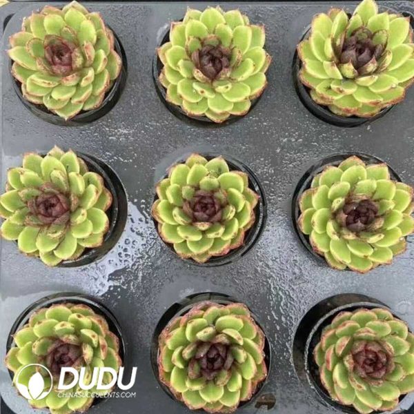 Echeveria Greenlight Forest - Image 2