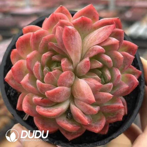 Echeveria Autumn's Glow - Image 2