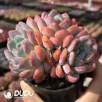 Echeveria Thick Dream Clustering (More than 3 Heads) - Image 2