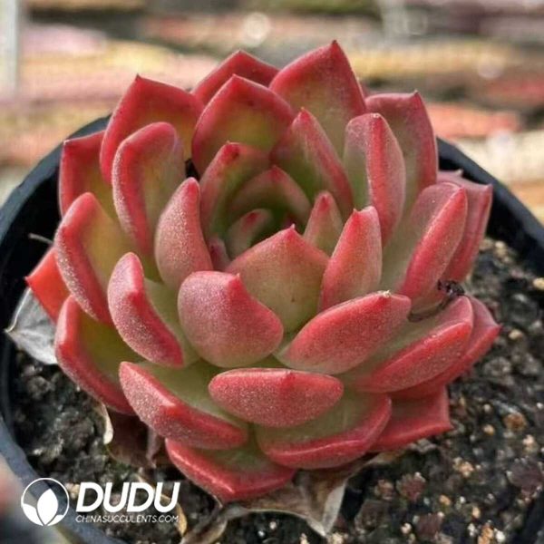 Echeveria Treasure trove - Image 2