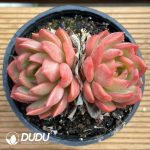 Echeveria Treasure trove - Image 2