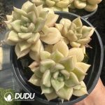 Echeveria Brilliant Clustering - Image 2