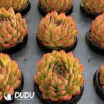 Echeveria Eloi - Image 2